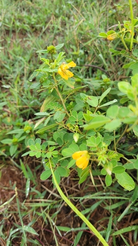 Senna tora observed 2026-10-18