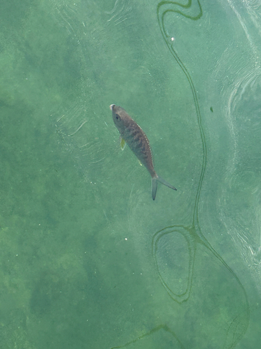 Gerres cinereus observed 2026-10-15