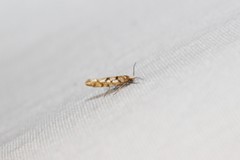 Argyresthia alternatella