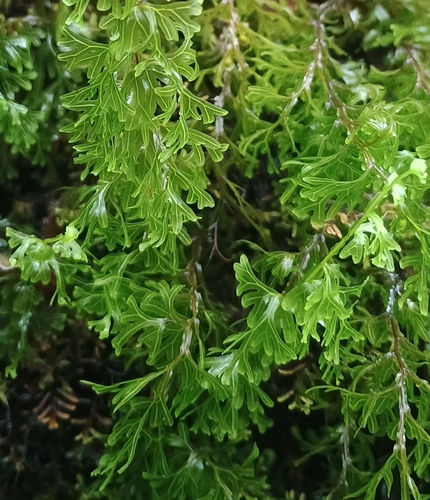 Hymenophyllum recurvum observed 2026-10-17