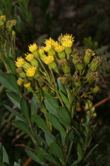 Monticalia corymbosa