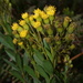 Monticalia corymbosa - Photo (c) humbertomendozacifuentes, algunos derechos reservados (CC BY-NC), subido por humbertomendozacifuentes