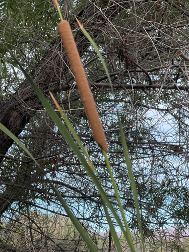 Typha domingensis observed 2026-10-17
