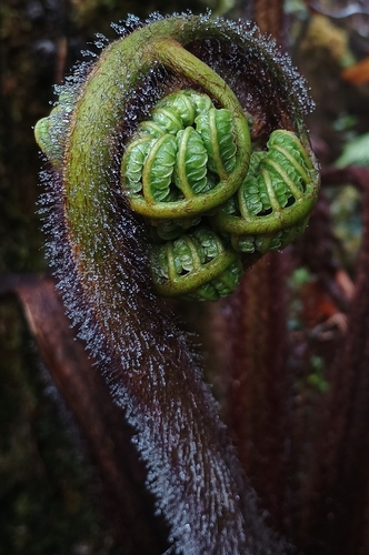 Cibotium menziesii observed 2026-10-17