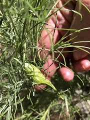 Cordylanthus rigidus