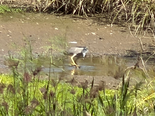 Nycticorax nycticorax, 2026-10-17