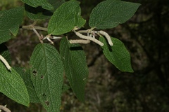 Piper artanthe