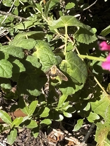 Snowberry Clearwing