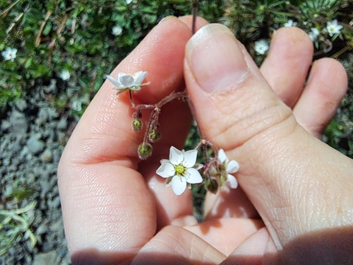 Spergula arvensis observed 2026-10-18