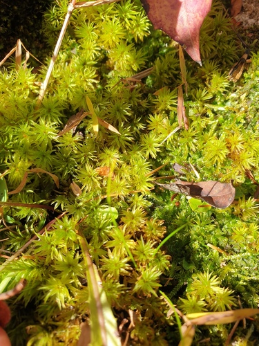 Atrichum crispulum observed 2026-10-17