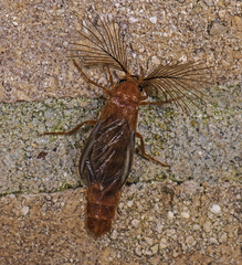 Phengodes atezcanus