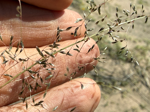 mesa dropseed