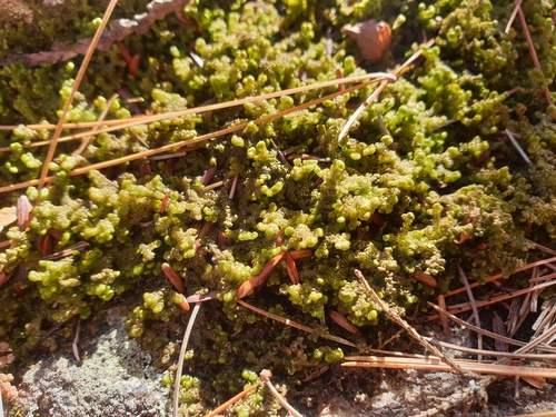 Ptilidium ciliare observed 2026-10-17