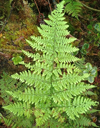 Dryopteris glabra observed 2026-10-17