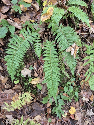 Polystichum braunii, 2026-10-17