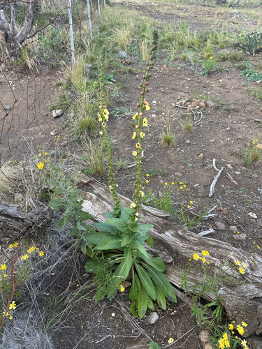 Verbascum virgatum observed 2026-10-17