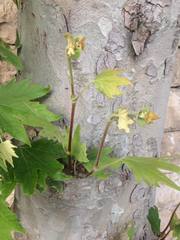 Platanus orientalis