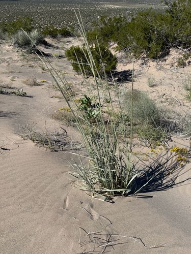 Spike Dropseed
