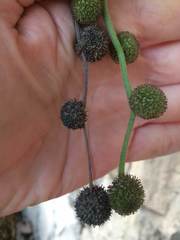 Platanus orientalis