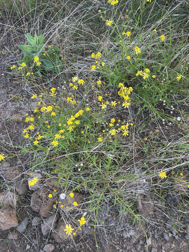 Senecio madagascariensis observed 2026-10-17