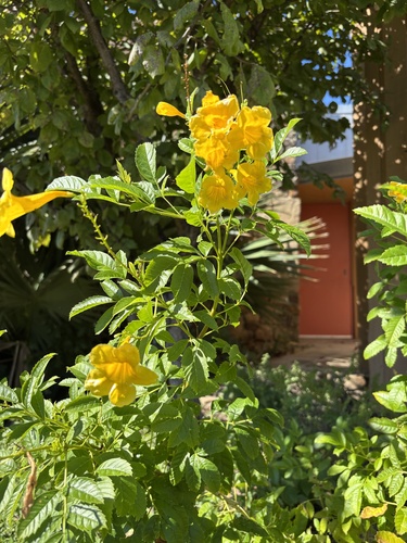 Featured image for “yellow trumpet flower”