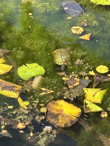 Featured image for “Pond Slider”