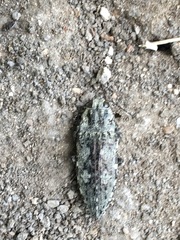 Texania
