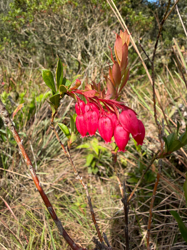 Gaylussacia brasiliensis, 2026-10-17