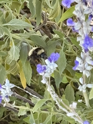 American Bumble Bee