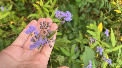 blue mistflower