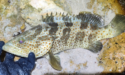 Epinephelus coioides observed 2026-10-04