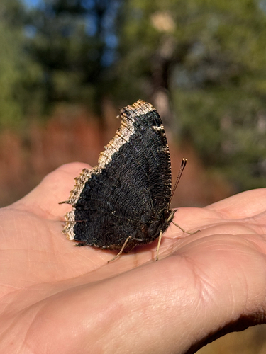 iNaturalist observation photo of Mourning Cloak