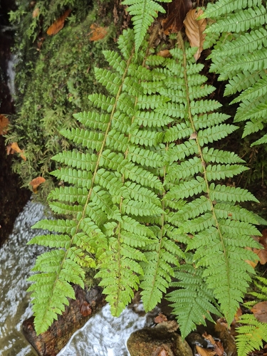 Polystichum braunii, 2026-10-17