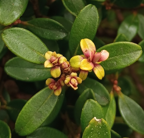 Myrsine sandwicensis observed 2026-10-17