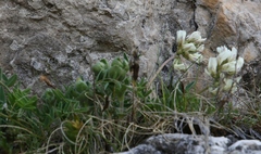Astragalus australis