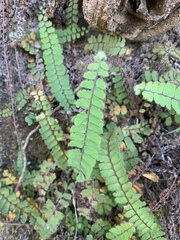 Adiantum incisum