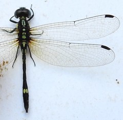 Neodythemis preussi