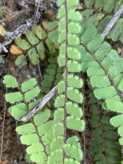 Adiantum incisum