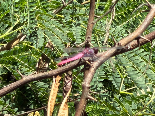 Rosaceae, 2026-10-17