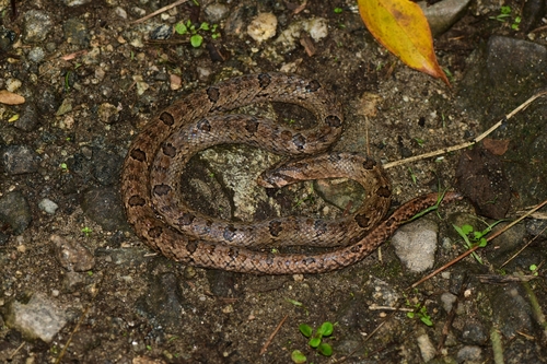 Light-barred Kukri Snake