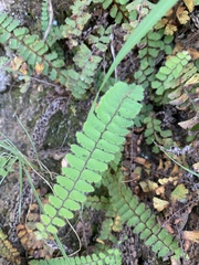 Adiantum incisum