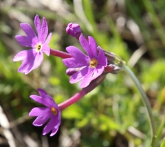Primula halleri
