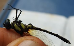 Neodythemis preussi
