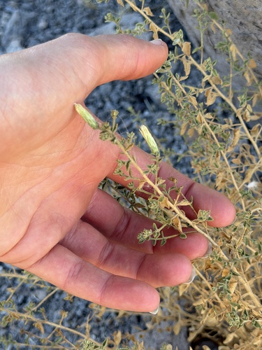 Brickellia microphylla, 2026-10-17