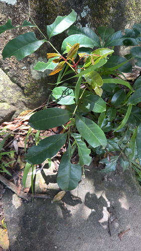 Synoum glandulosum observed 2026-10-18