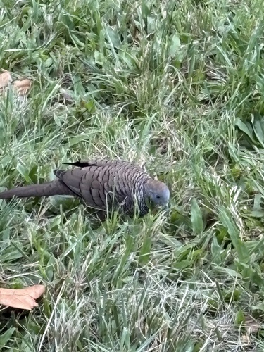 Geopelia striata observed 2026-10-17