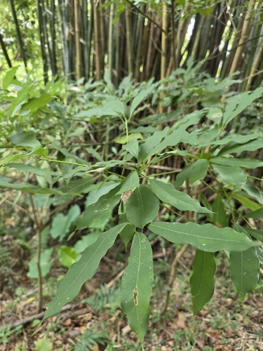 Machilus observed 2026-10-18