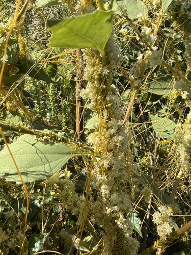 pretty dodder