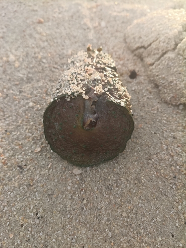 Dolabella auricularia observed 2026-10-16