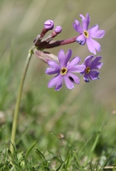 Primula halleri